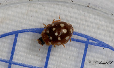 Fjortonflckig lvpiga - Cream-spot ladybird (Calvia quatuordecimguttata) 