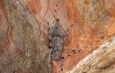 Strre timmermann - Timberman beetle (Acanthocinus aedilis)