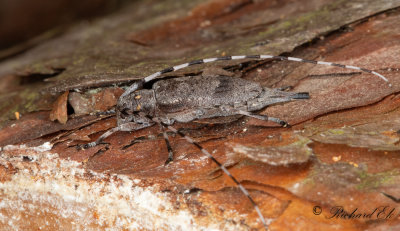 Strre timmermann - Timberman beetle (Acanthocinus aedilis)