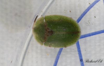 Tistelskldbagge (Cassida rubiginosa)