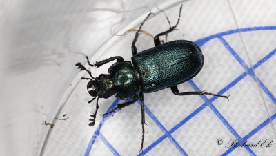 Lundbloxe (Platycerus caraboides)