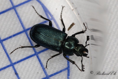 Lundbloxe (Platycerus caraboides)
