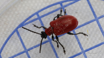 Liljebagge (Lilioceris lilii)
