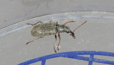 Smal tallknoppsvivel (Cimberis attelaboides)