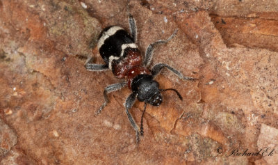 Myrbagge - European Red-bellied Clerid (Thanasimus formicarius)