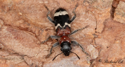 Myrbagge - European Red-bellied Clerid (Thanasimus formicarius)