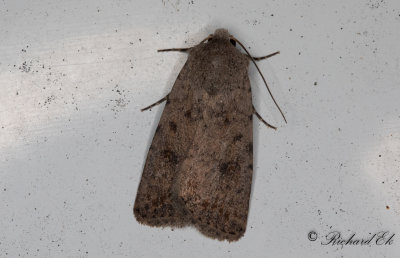 Vitpunktslvfly - Pale Mottled Willow (Caradrina clavipalpis)