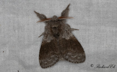 Bokspinnare - Pale Tussock (Calliteara pudibunda)