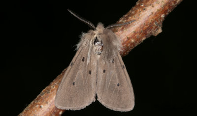 Gr tigerspinnare - Muslin Moth (Diaphora mendica)