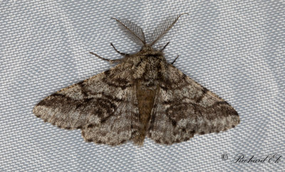 Lurvig vintermtare - Brindled beauty (Lycia hirtaria)