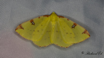 Citronmtare - Brimstone Moth (Opisthograptis luteolata)