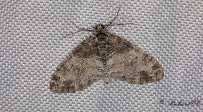 Graktig lobmtare - The Seraphim (Lobophora halterata)