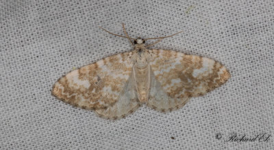 Brunflammig fltmtare - Sandy Carpet (Perizoma flavofasciata)