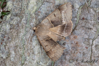 Grtt ordensfly - Lunar Double-stripe (Minucia lunaris)