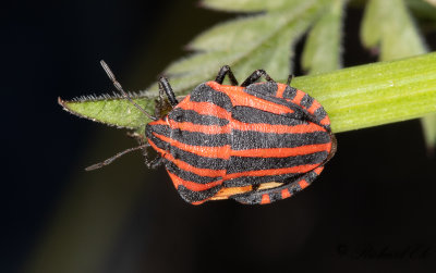 Strimlus - Striped Shield Bug (Graphosoma lineatum)