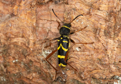 Lvgetingbock (Clytus arietis)