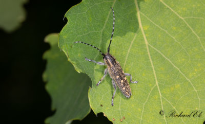 Mindre aspvedbock (Saperda populnea)
