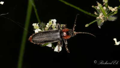 Stor flugbagge (Cantharis fusca)
