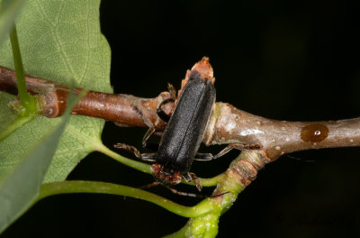 Stor flugbagge (Cantharis fusca)