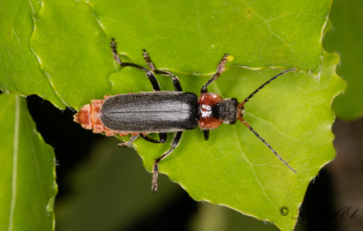 Stor flugbagge (Cantharis fusca)