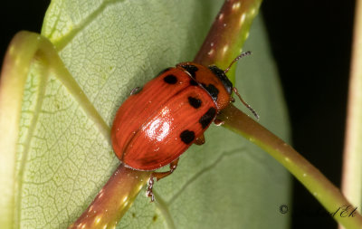 Rdbent aspbagge (Gonioctena decemnotata)