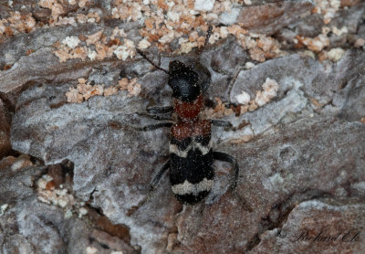 Myrbagge - European Red-bellied Clerid (Thanasimus formicarius)