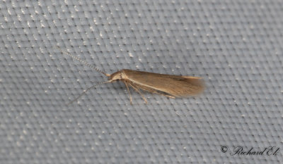 Ljuskantad eksckmal (Coleophora flavipennella)