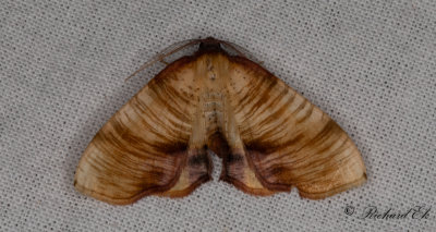 Strimmig smalvingemtare - Scorched Wing (Plagodis dolabraria)