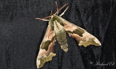 Lindsvrmare - Lime Hawk-moth (Mimas tiliae)