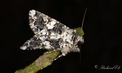 Praktnejlikfly - Marbled Coronet (Hadena confusa)