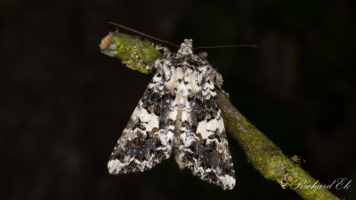 Praktnejlikfly - Marbled Coronet (Hadena confusa)