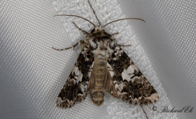 Praktnejlikfly - Marbled Coronet (Hadena confusa)