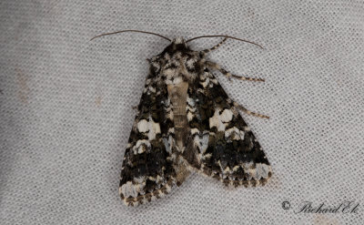 Praktnejlikfly - Marbled Coronet (Hadena confusa)