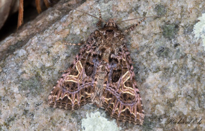 Violettrtt nejlikfly - The Campion (Sideridis rivularis)