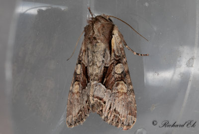 Brunt lundfly - Pale-shouldered Brocade (Lacanobia thalassina)