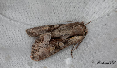 Brunt lundfly - Pale-shouldered Brocade (Lacanobia thalassina)