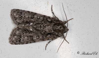 Syraftonfly - Knotgrass moth (Acronicta rumicis)