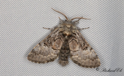Hasselfly - Nut-tree Tussock (Colocasia coryli)