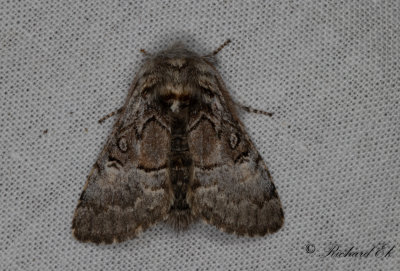 Hasselfly - Nut-tree Tussock (Colocasia coryli)