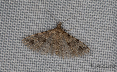 Kaprifolfjdermott - Twenty-plume Moth (Alucita hexadactyla)