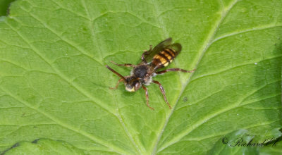 Videgkbi (Nomada leucophthalma)