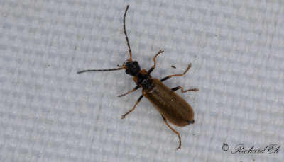 Rhagonycha nigriventris