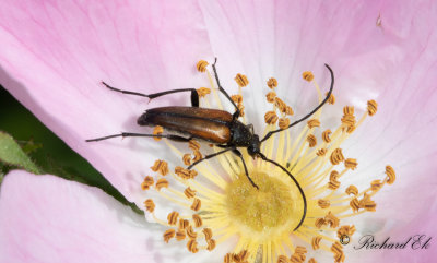 ngsblombock - Black-striped Longhorn Beetle (Stenurella melanura)
