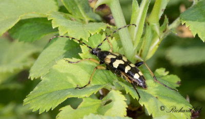 Flckig blombock - Longhorn Beetle (Rutpela maculata)