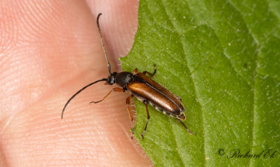 Smalblombock (Alosterna tabacicolor)