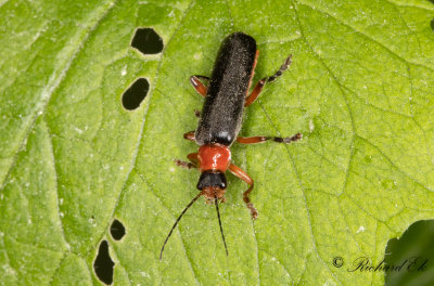 Cantharidae (Flugbaggar)