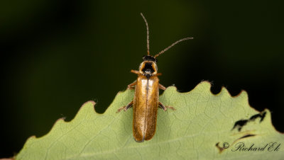 Cantharis decipiens