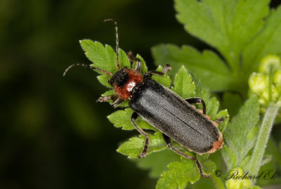 Stor flugbagge (Cantharis fusca)