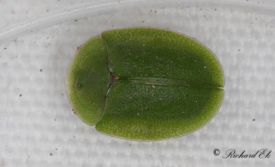Grn skldbagge (Cassida viridis)