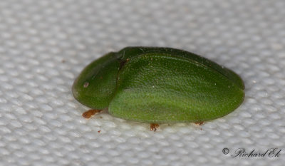 Grn skldbagge (Cassida viridis)